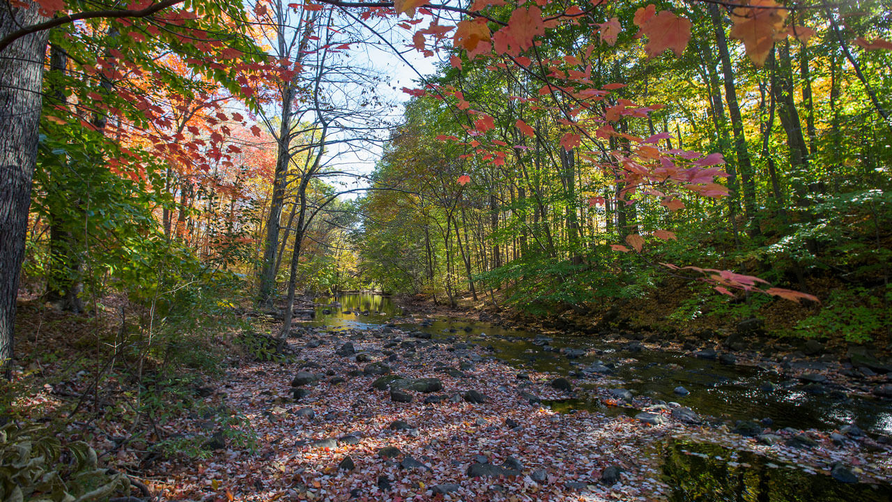 River brook running through forest with leaves scattered on the ground and trees all around