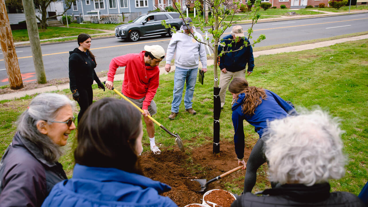 Students burying roots of tree