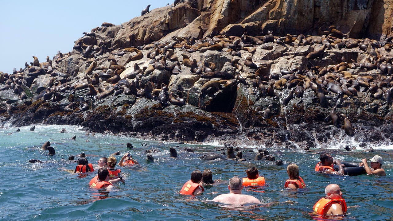 A group of students swim in the ocean with seals in the background